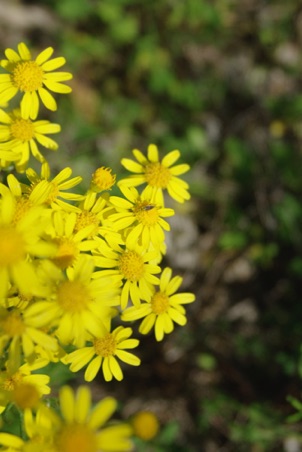 Wildflowers are prolific in Spring.